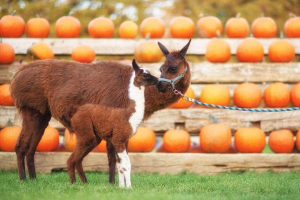 Knox Pumpkin Farm